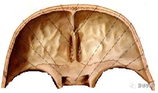 包括盲孔和筛孔蝶骨小翼和鞍结节为后界额骨嵴,额窦后壁为前界前颅底