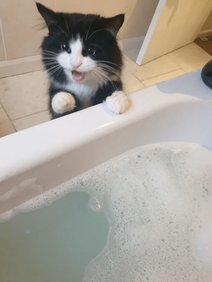 猫咪洗澡表情包图片