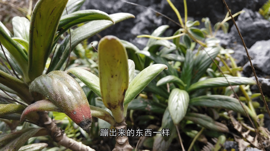 风湿性关节炎得上生不如死得到这一方活动便自如