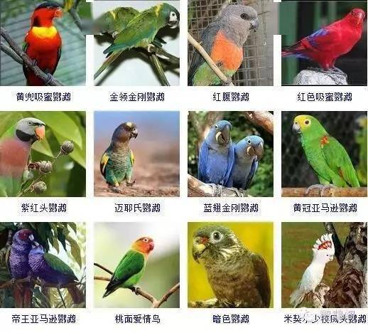 中型鹦鹉有哪些品种图片