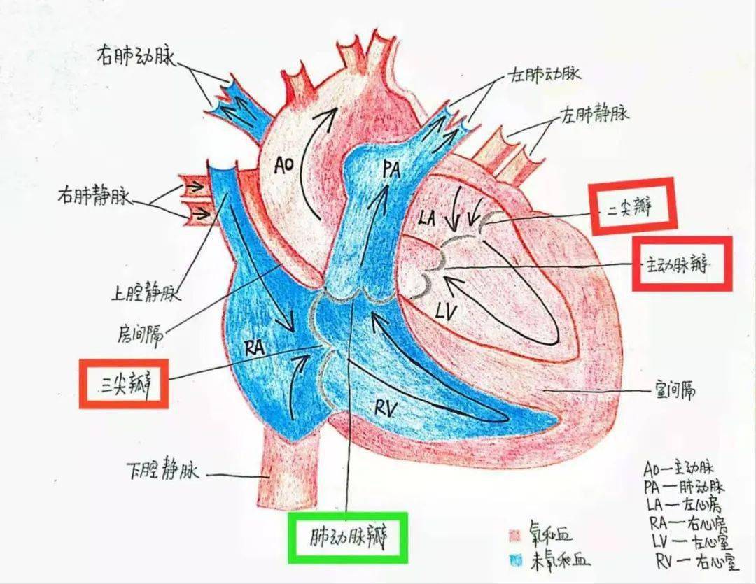 心脏瓣膜及血流示意图图片