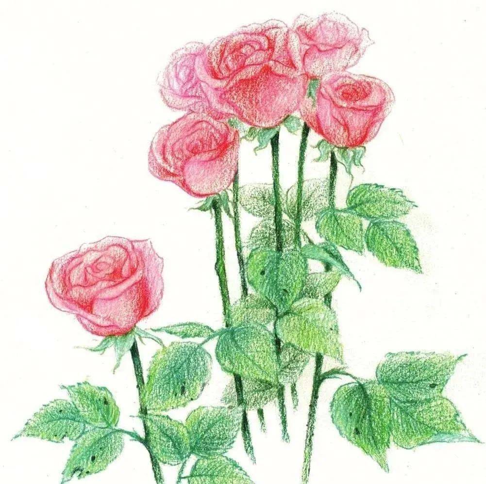 彩铅画玫瑰:人世间有百媚千红,我独爱你这一种