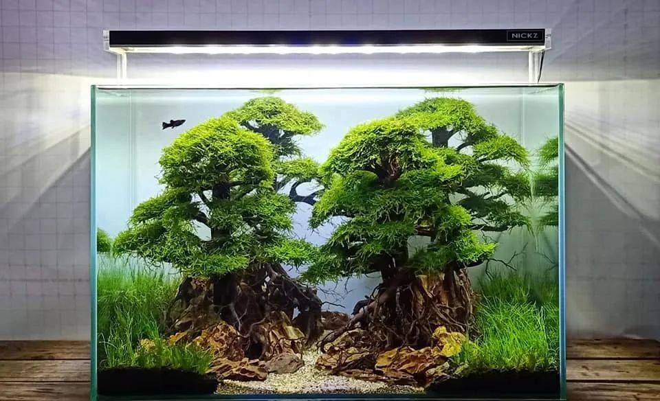 全网样式最多的莫斯树造景?