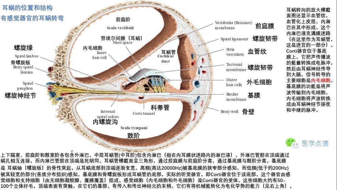 器官纤毛的特殊方向(壶腹嵴和斑)头部旋转期间对侧半规管相互作用耳朵
