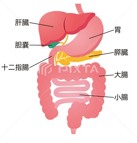 人体十二指肠的位置图图片