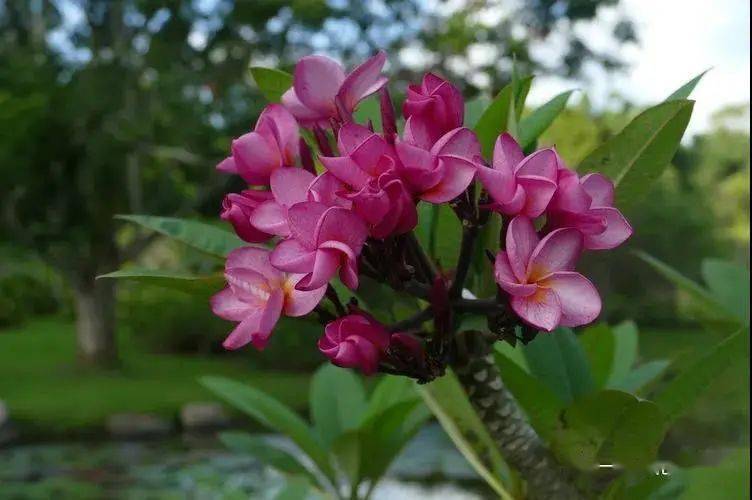 钝叶鸡蛋花图片