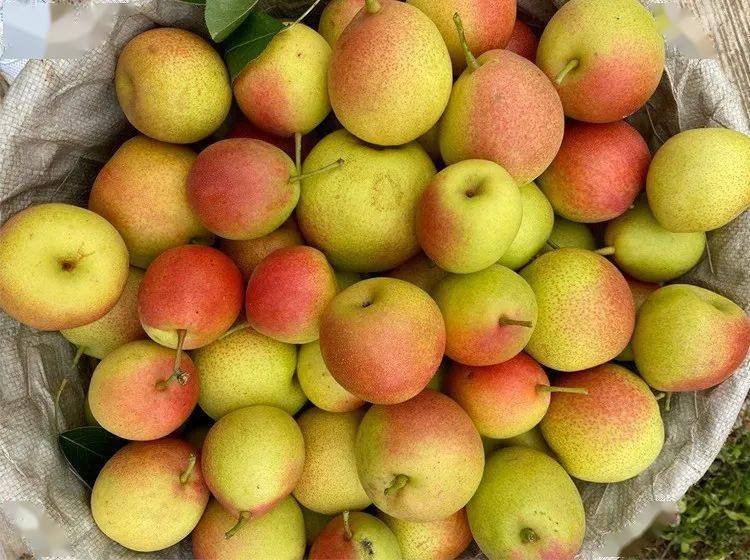 被称为高原胭脂的云南红梨90的广东人都没吃过