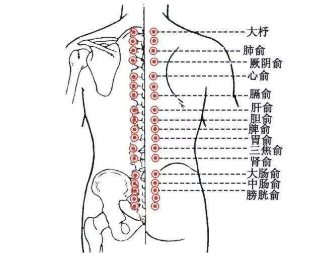 人体背面结构图位置图片