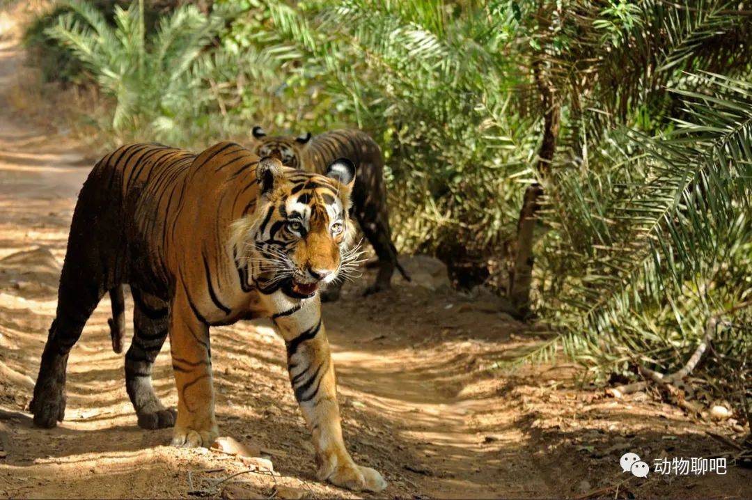 四大虎王第二名:必须是最风骚的虎王,身高腿长的星星男