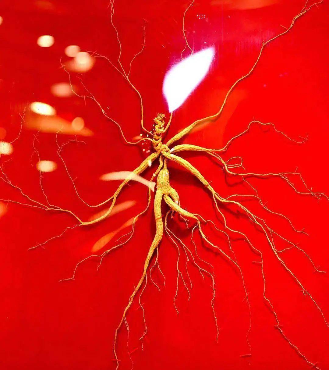 跟着人参逛万良