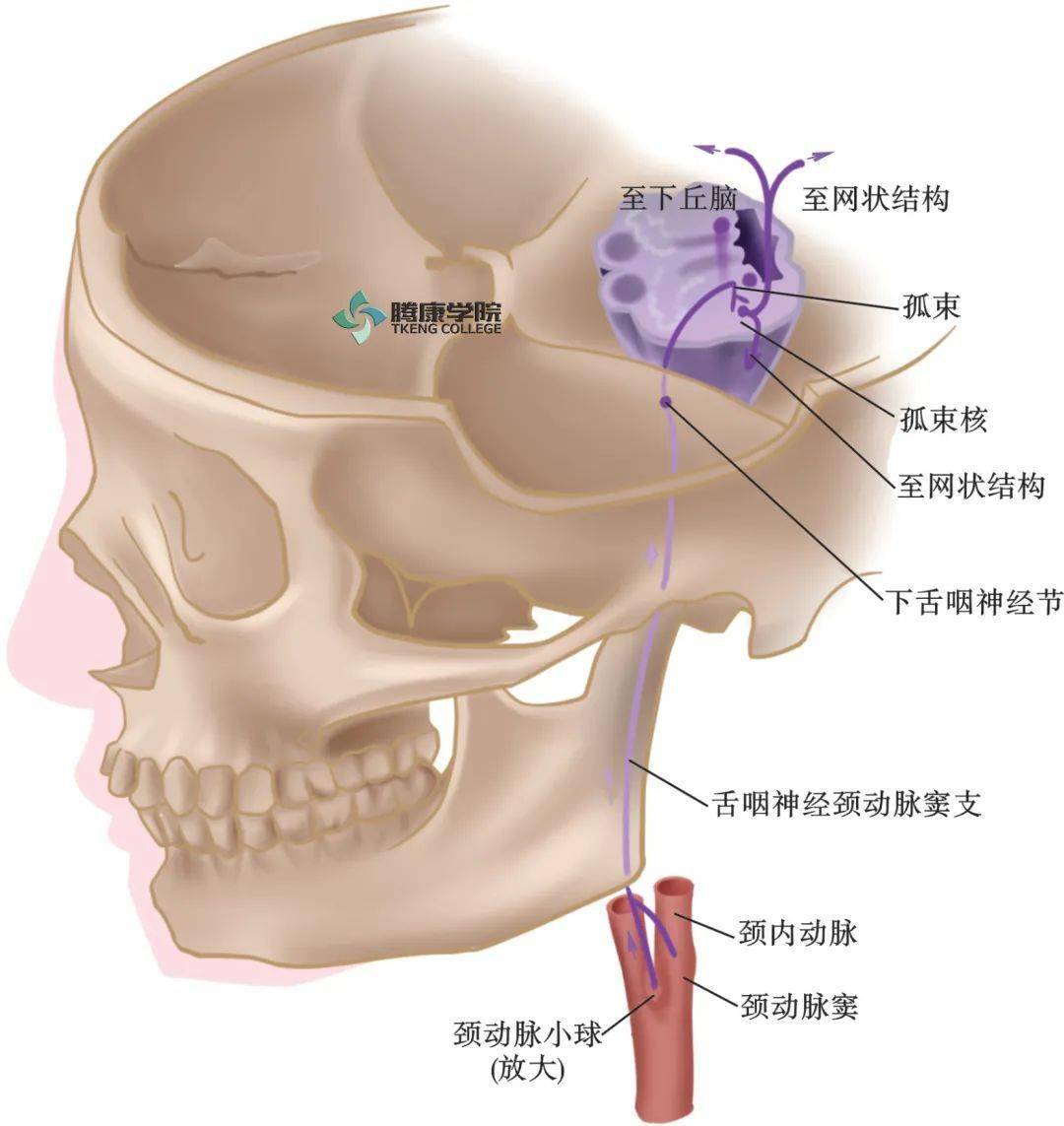 舌咽神经解剖图片