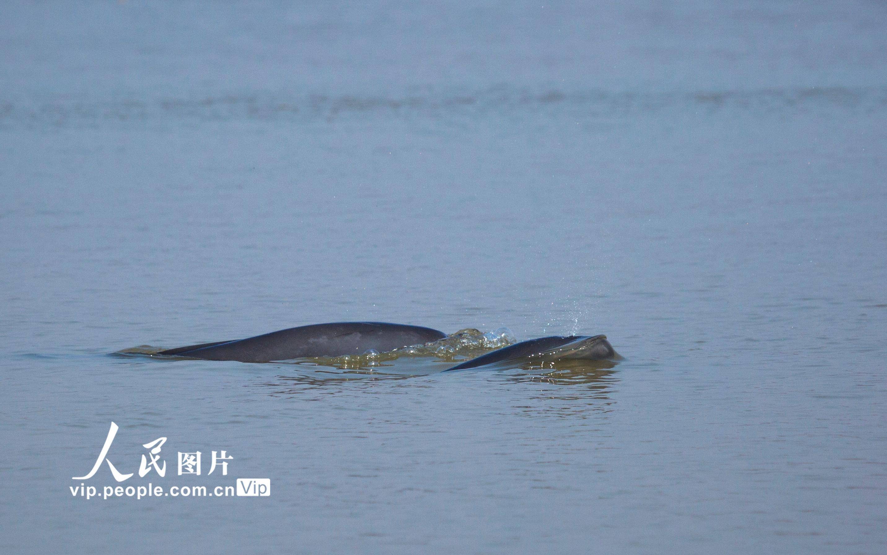 江西鄱陽湖:江豚戲水_水域