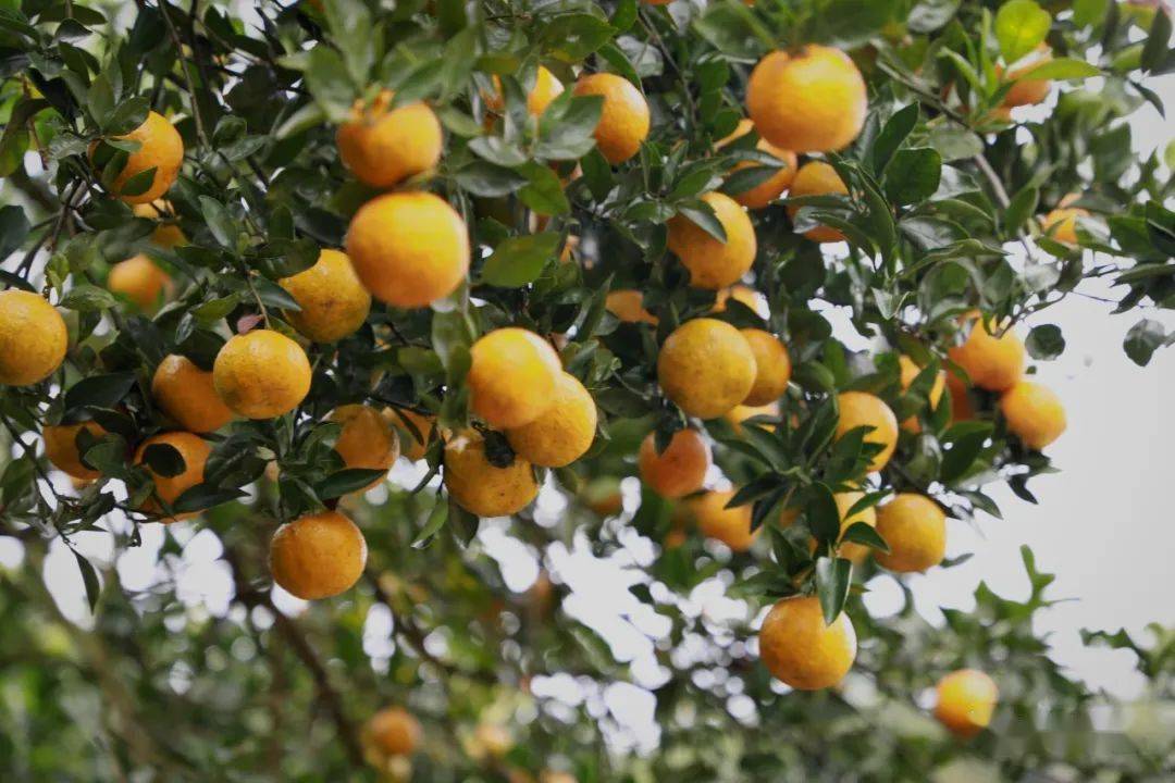 又是一年瓯柑飘香时去瓯海泽雅来一场瓯柑采摘游吧文末有福利