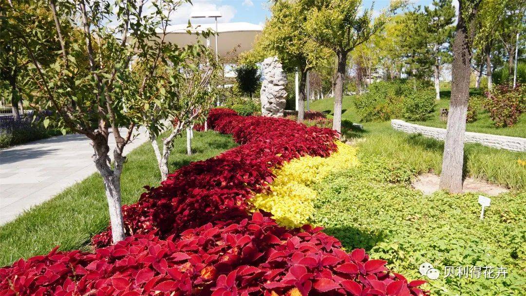 品种热推无性系彩叶草订单正在接收中