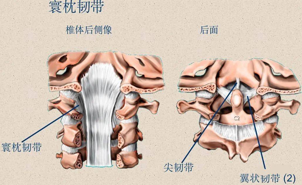 脊柱超詳細解剖高清圖文版