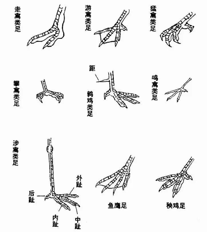 如何画好花鸟画中的鸟看完这篇教程保证让你学会