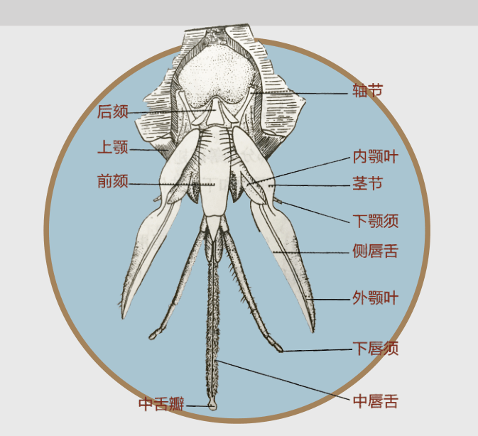 螳螂口器解剖图片图片