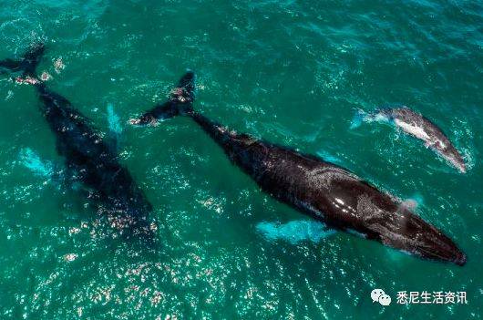 悉尼8岁小孩跟着爸爸去海钓,钓上来一条300公斤虎鲸!