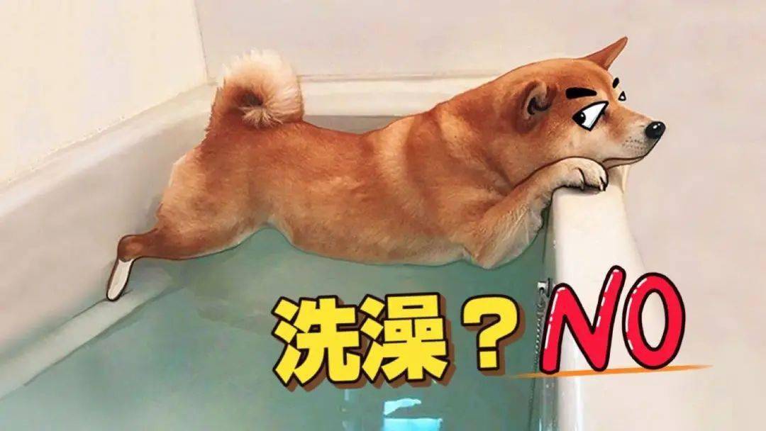 不愿洗澡的狗子,一起劝都没用,面壁表情太可爱