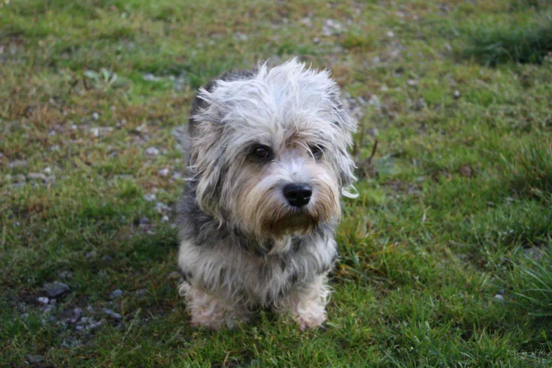 短腿梗犬能有多优雅