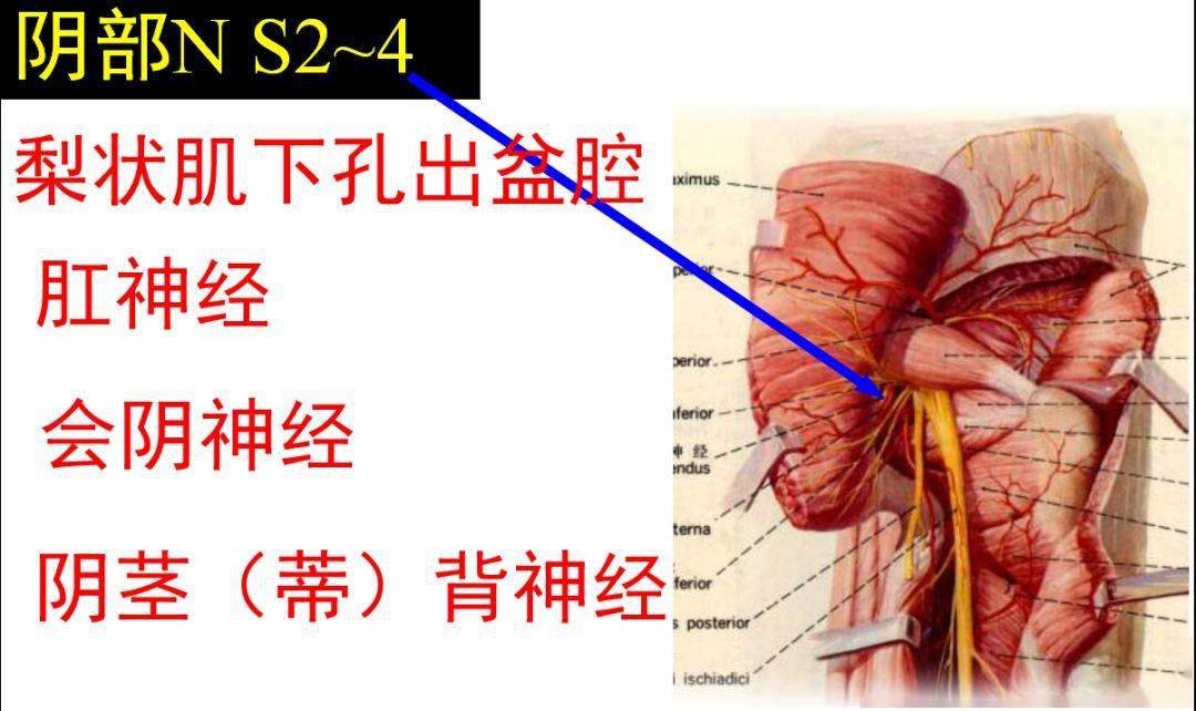 腘神经在哪里图片图片