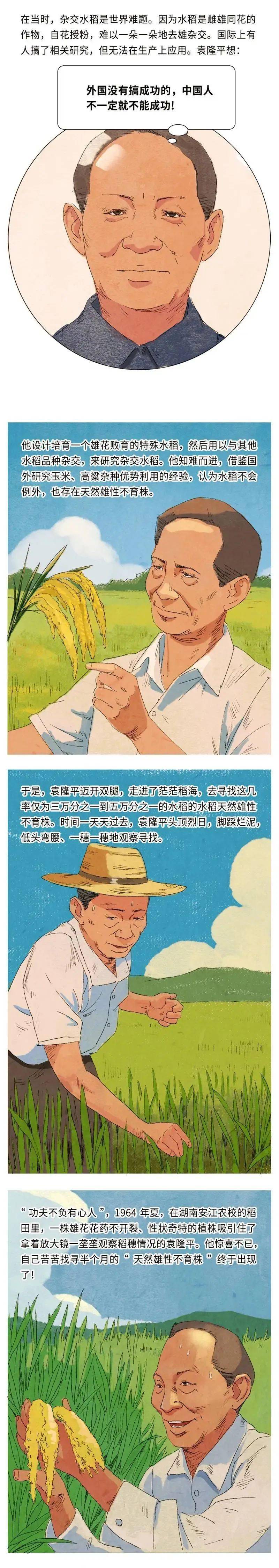 袁隆平杂交水稻之父漫画最美奋斗者
