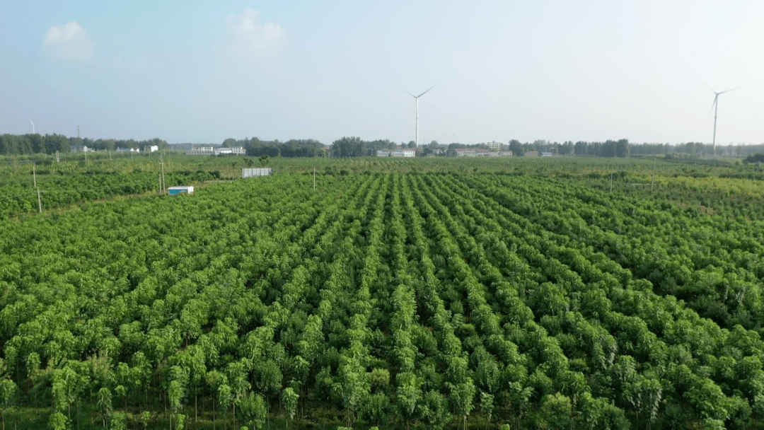 长寿之乡河南封丘:走好绿色路 打赢生态牌