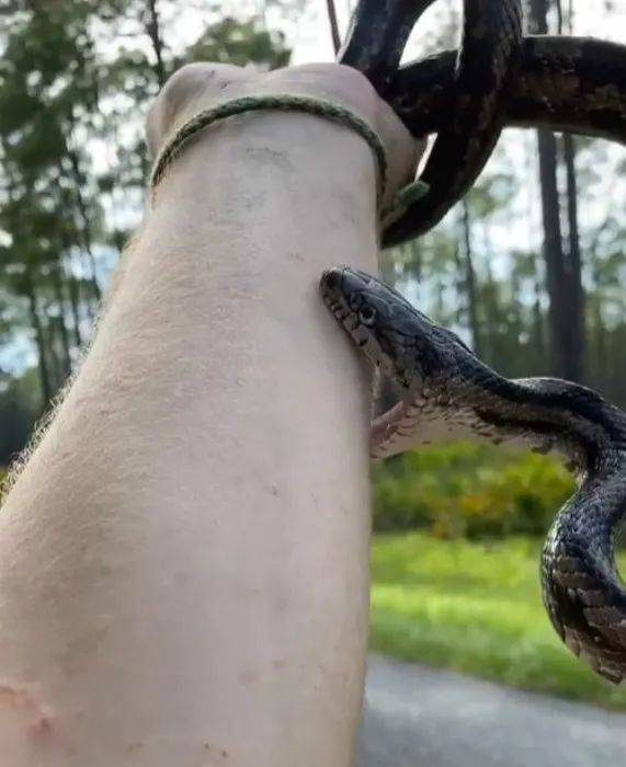 故意被各种蛇咬,这小哥火了. 这也能红啊-.-!