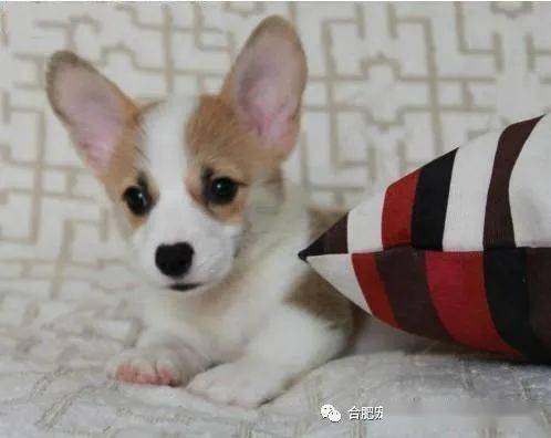 合肥出售纯种柯基幼犬威尔士纯种双色三色小短腿活体宠物狗