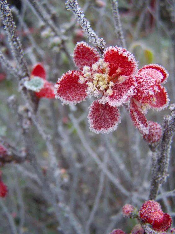 雪中花图片高清图片