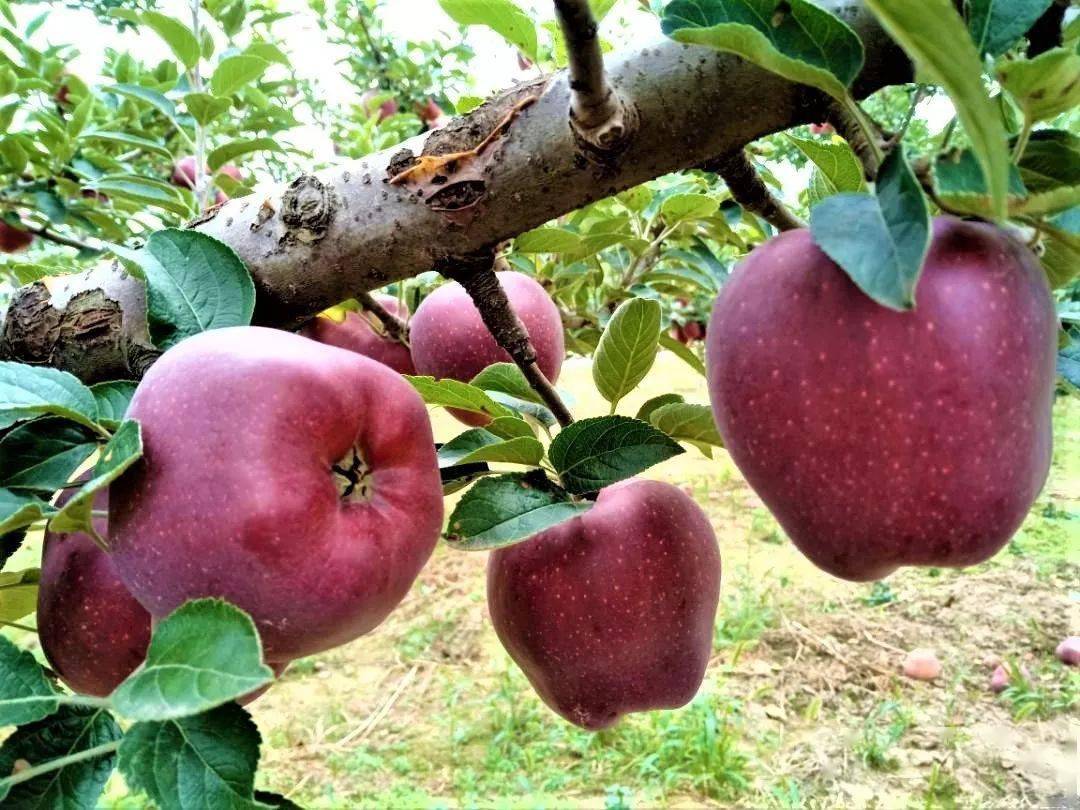 8元!吃上享誉世界的中国花牛苹果,可脆可粉,又香又甜!