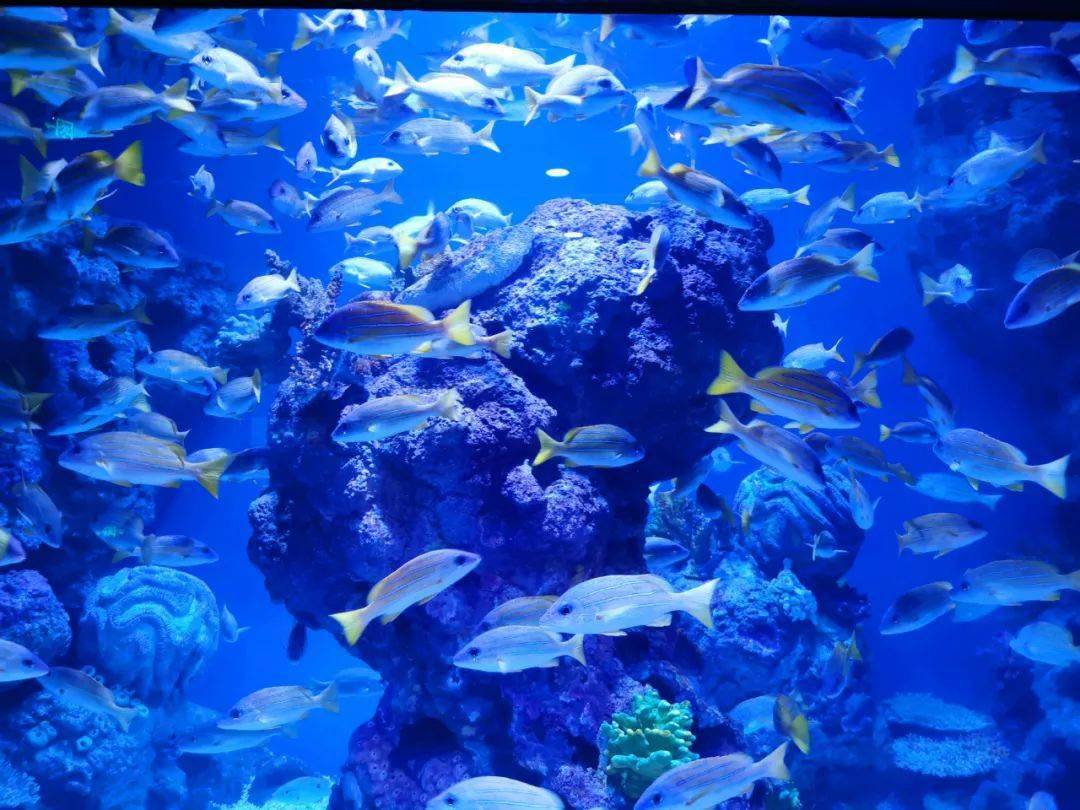 经常成群铺满海底隧道上方的鱼原来是四线笛鲷