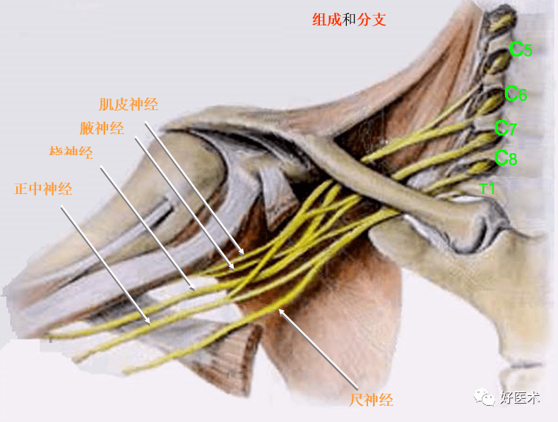 臂丛的组成 由第5～8颈神经前支和第1胸神经前支大部分纤维组成
