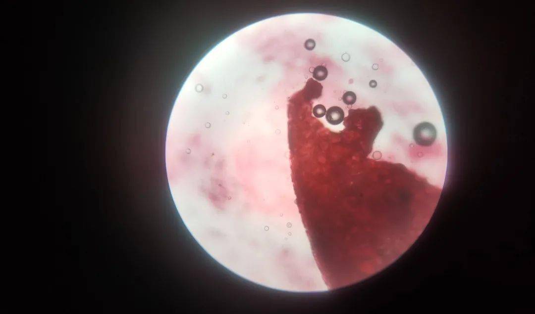 植物粘液细胞图片