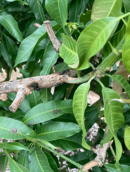 芒果这是什么情况呢发现一些这样的慢慢枯死是病害吗