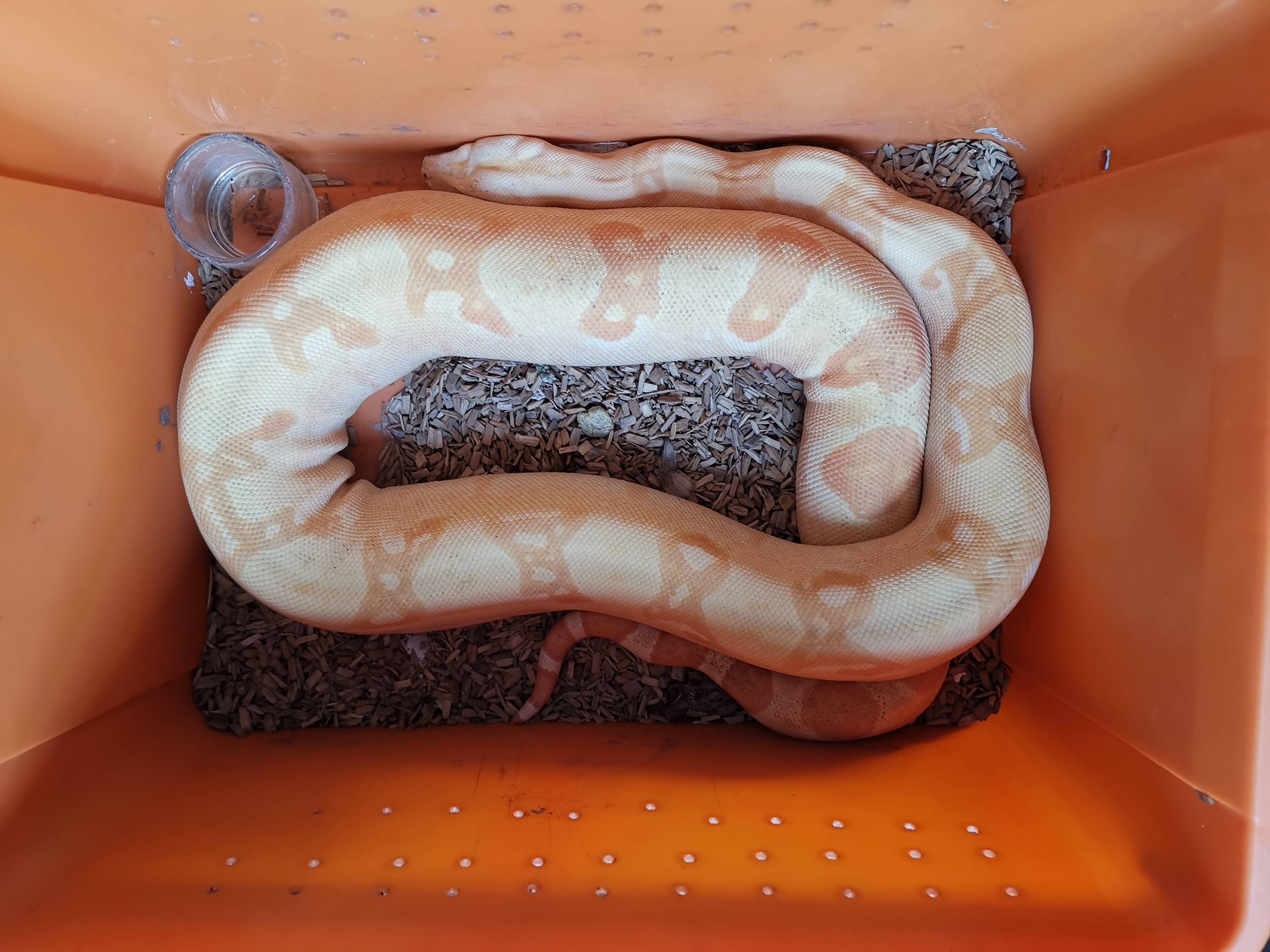 广州森林警方破获两起重特大非法收购,出售珍贵,濒危