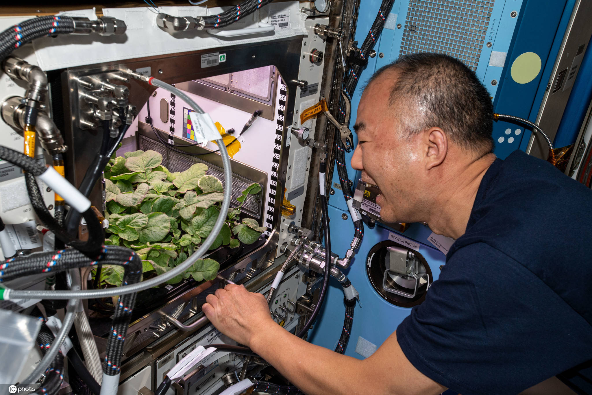 nasa收获史上首批太空萝卜