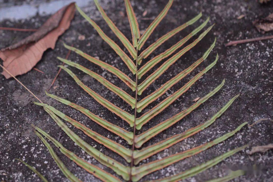 荒凉的小路上,我遇到了蜈蚣凤尾蕨