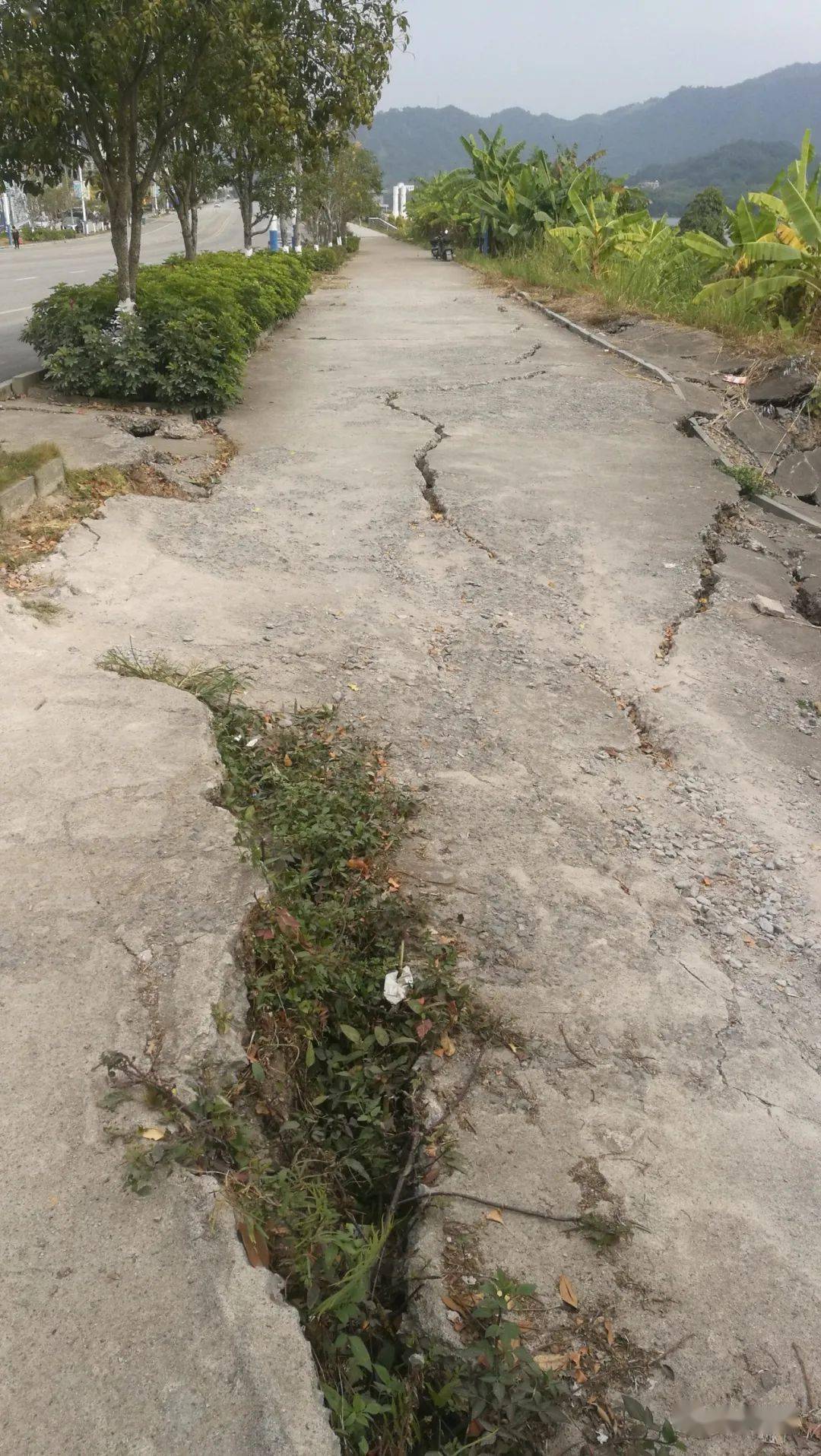 昭平大桥头往体育场江滨路方向这段人行道方向为什么那么容易塌陷开裂