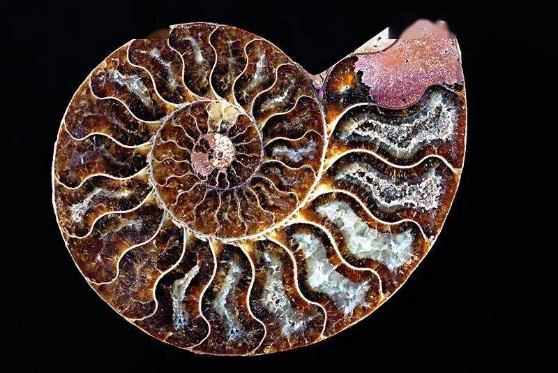 香花菊石化石切面