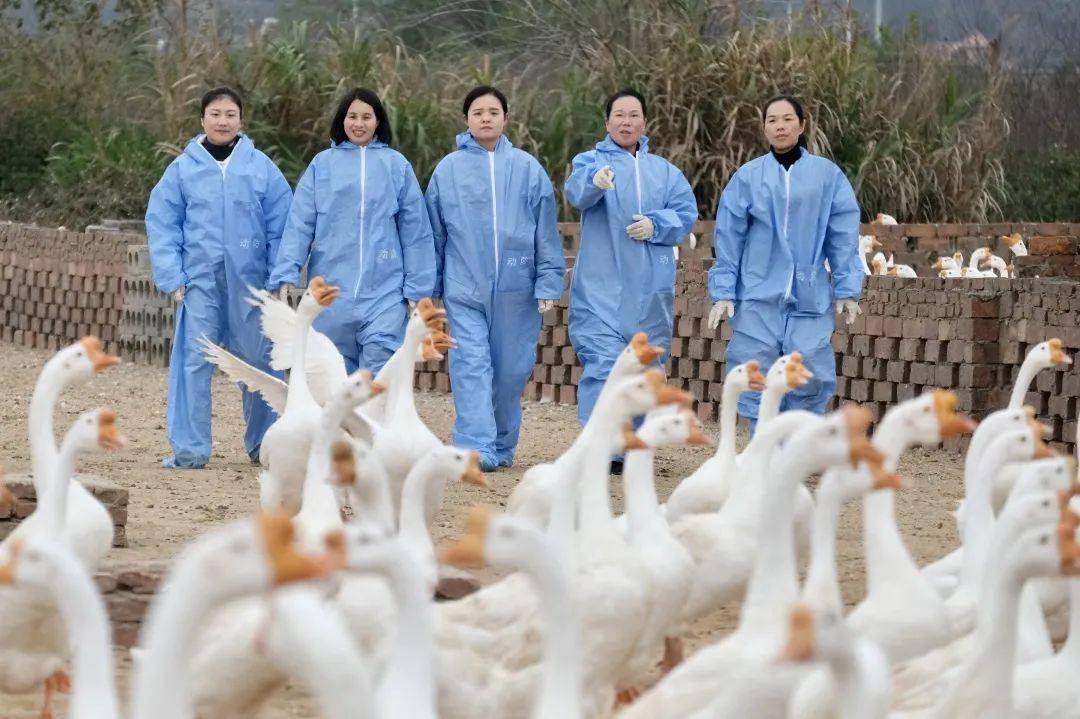 高學歷高水平象山五朵金花每天出沒在雞鴨鵝豬養殖場身染糞塵卻笑容