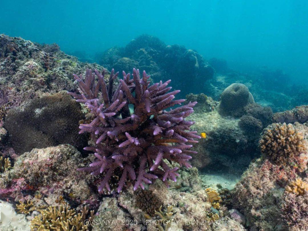 珊瑚海圆梦计划|守护深蓝,为爱潜行_蜈支洲岛
