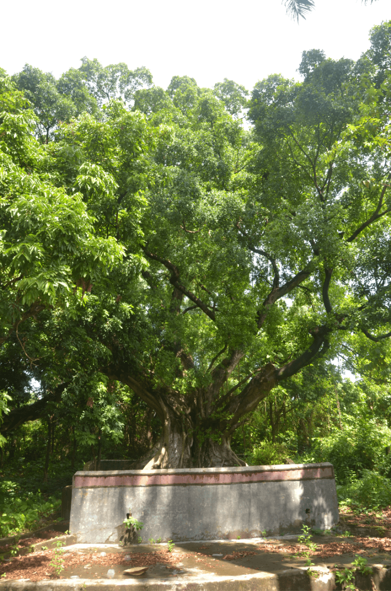 专家制定的5年养护和复壮方案,持续推进辖区古树名木的日常养护和管理