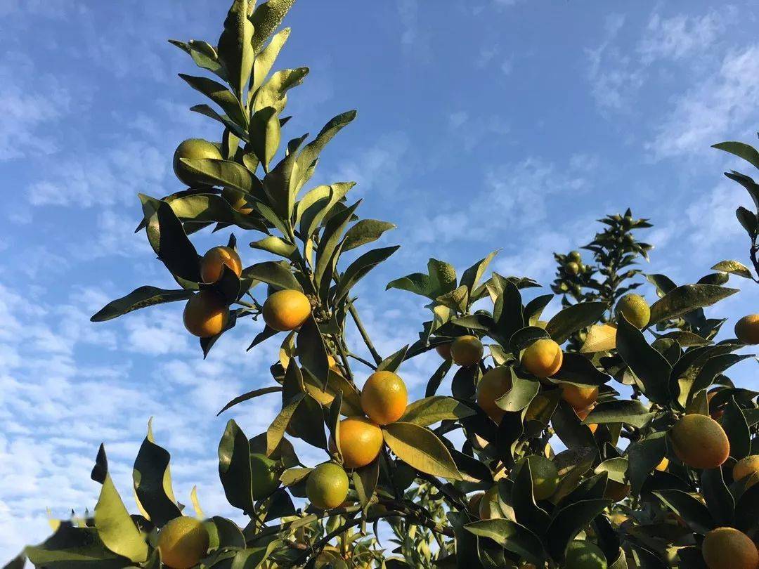 产地食材 ▎小小一枚桔果竟被称为"长寿果" 记融安金桔