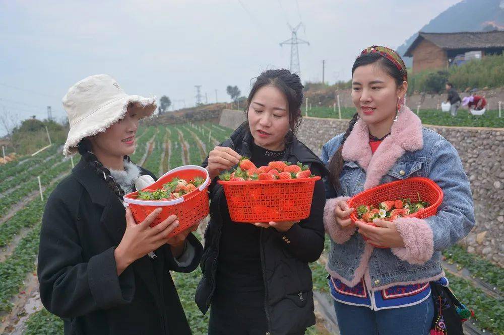 德昌草莓基地图片