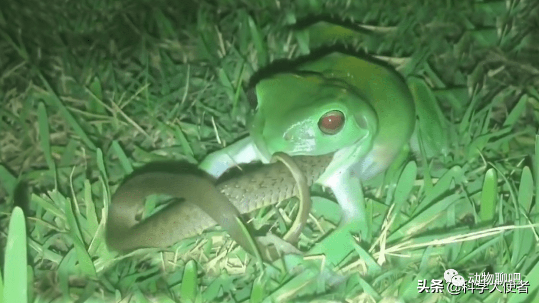 你以为是蛇吃青蛙吗这种青蛙吃蛇像吃辣条一样