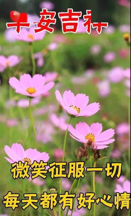 漂亮的鮮花冬天早安問候圖片帶字創意好看的早上好問候祝福語