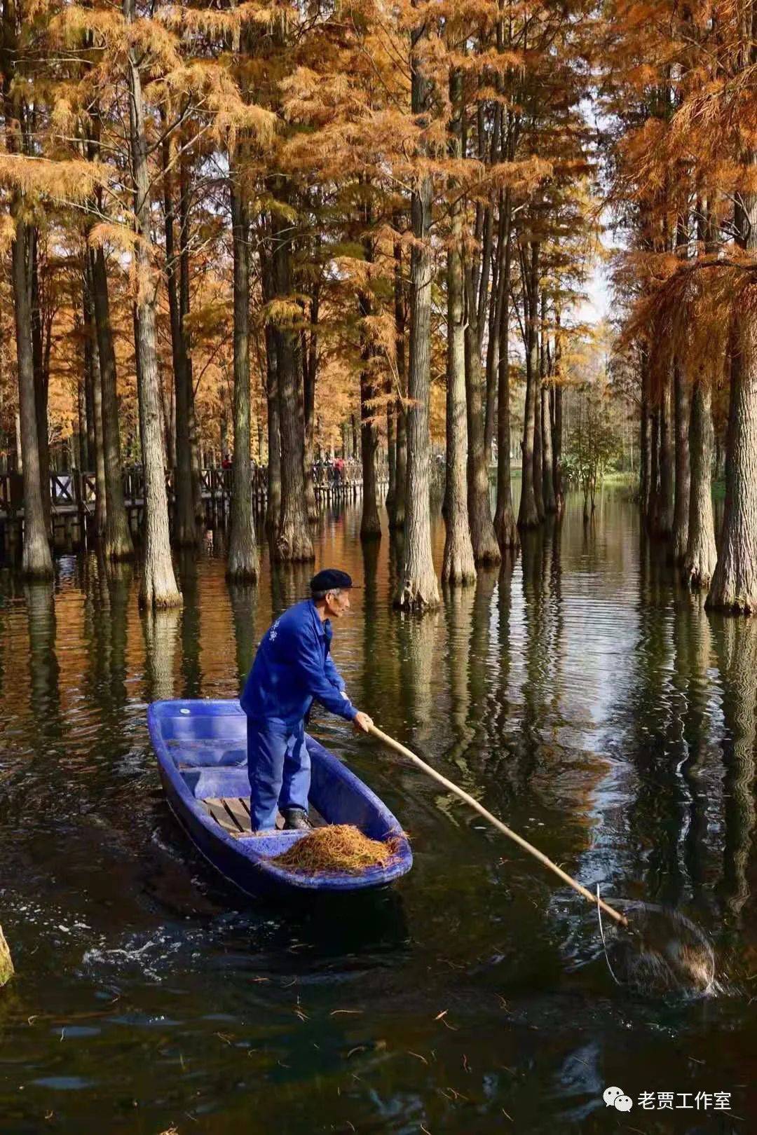 周末职工摄影28 森林视野