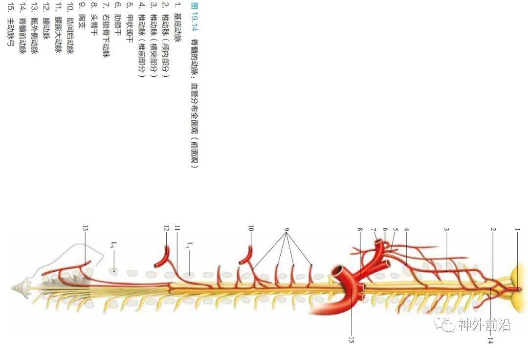 神经解剖脊髓的血管