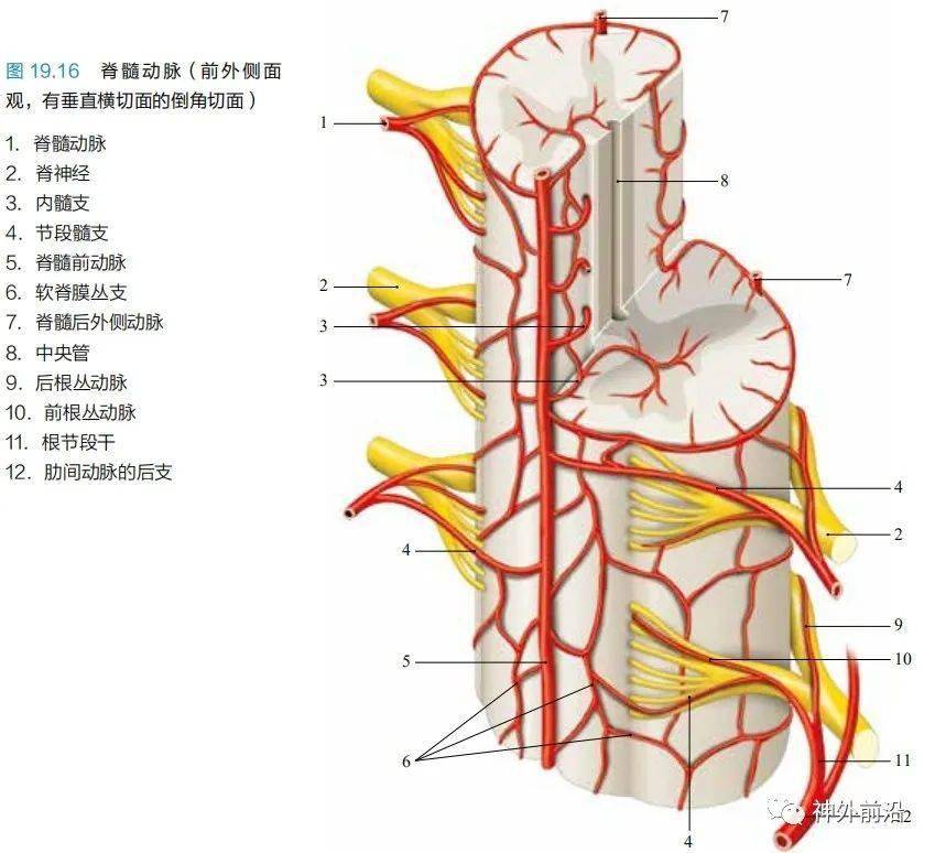 脊髓血管解剖ppt图片
